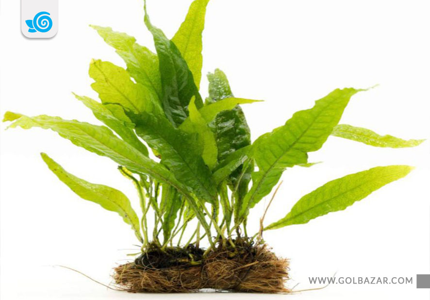 گیاه جاوا فرن - گیاه آبزی برای آکواریوم