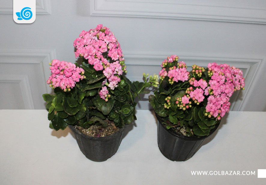 گل زمستانی - گل کالانکوئه