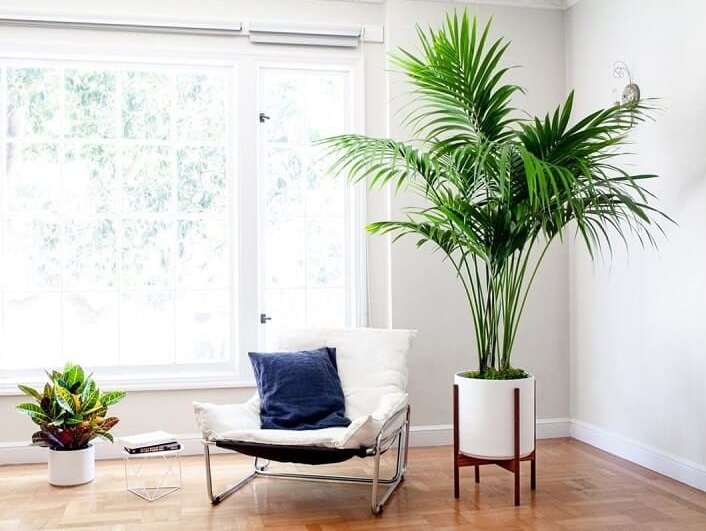 انواع گیاهان آپارتمانی برگ باریک