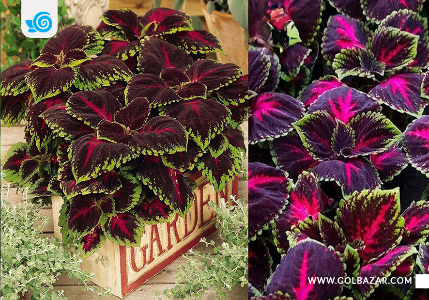 گل حسن یوسف کنگ قرمز