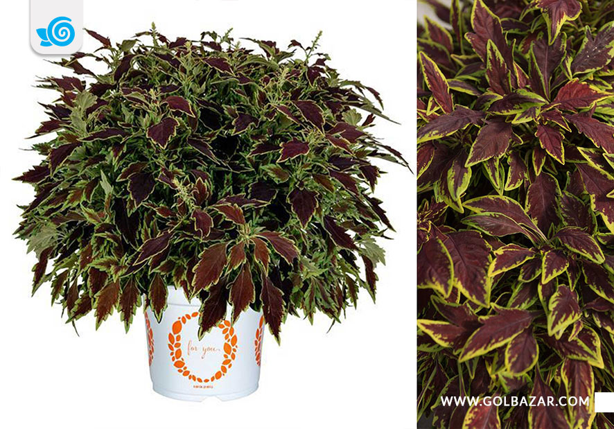 حسن یوسف لوفریک