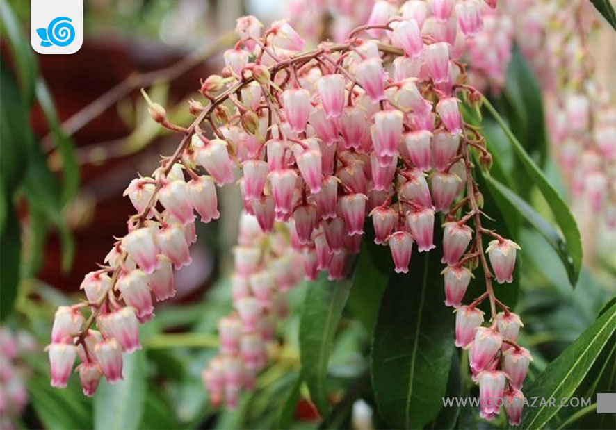 گل های زمستانی-گل زنبق دره ای