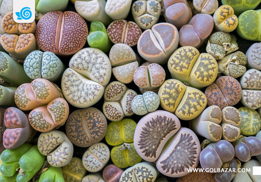 گیاهان مقاوم به خشکی -کاکتوس سنگی