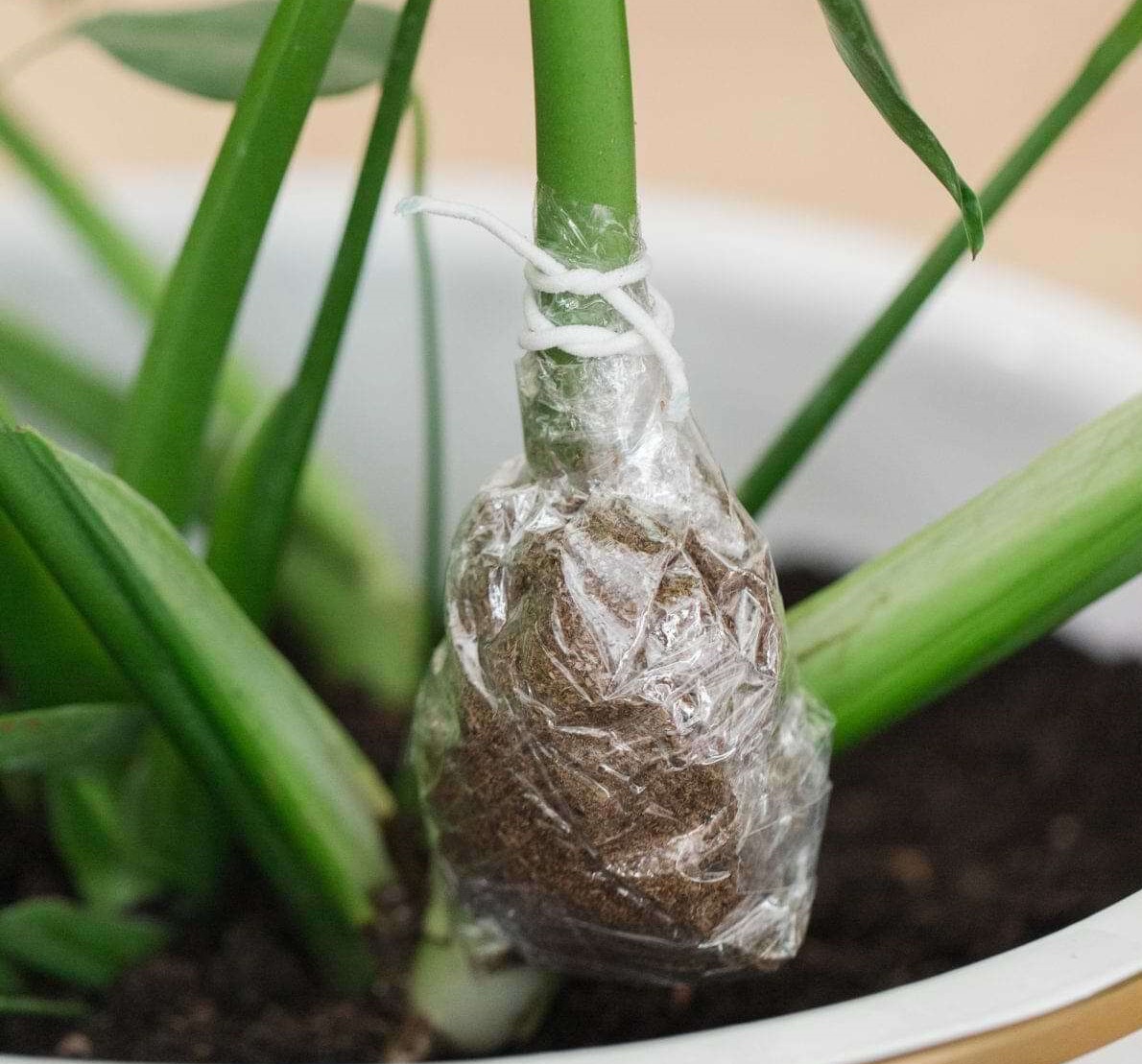 تکثیر گل برگ انجیری