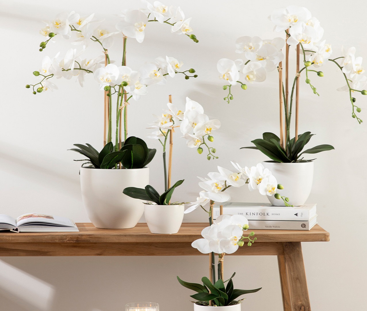 نگهداری گل ارکیده سفید و بنفش