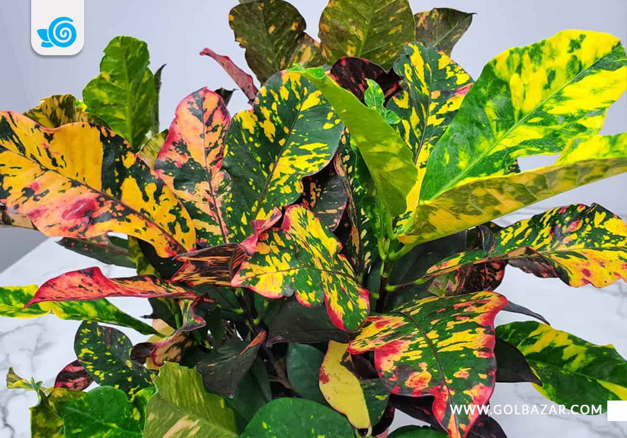 انواع گل کروتون برگ رنگی - کروتون باشکوه