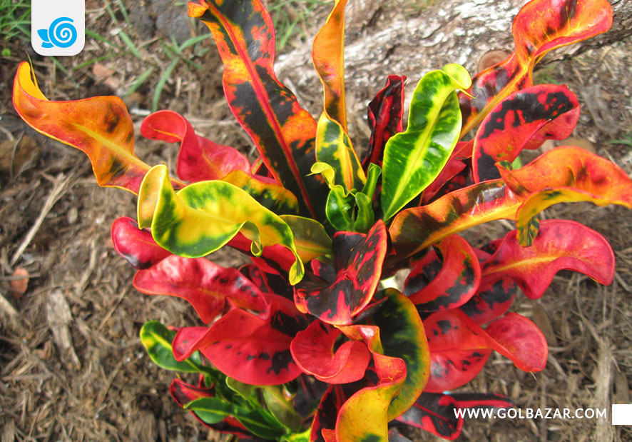 انواع گل کروتون برگ رنگی - مامی کروتون