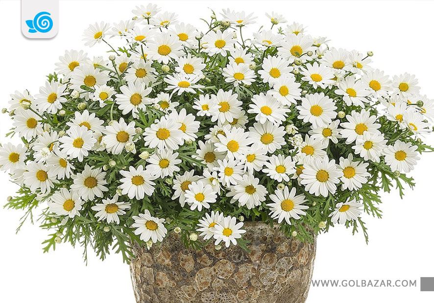 کاشت گل در پاییز-گل مینا