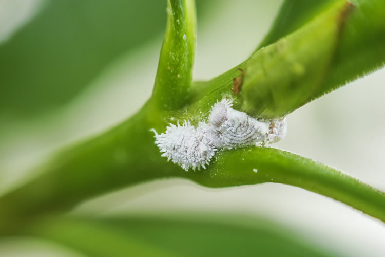 شپشک آرد آلود