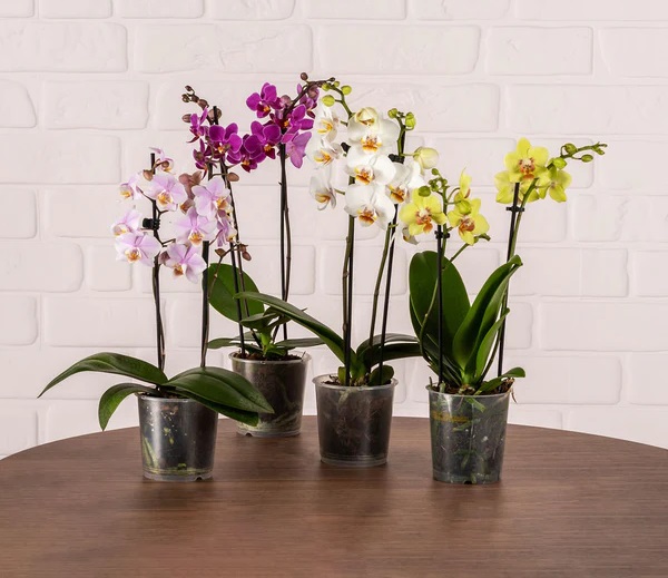 تکثیر گل ارکیده