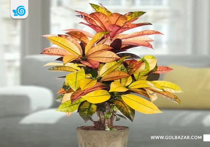 کروتون میسیز آیستون