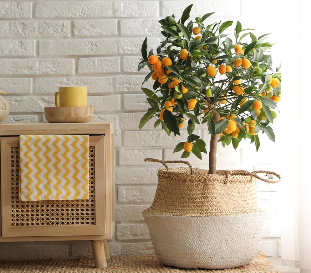 درختچه آپارتمانی میوه دار