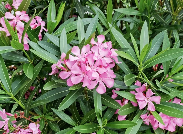 گل های باغچه ای سمی