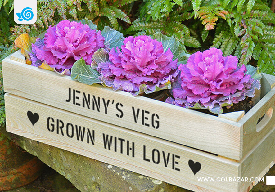 گل های پاییزی و زمستانی باغچه و حیاطی - گل کلم تزیینی