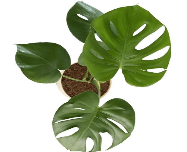 گل برگ پهن خونگی