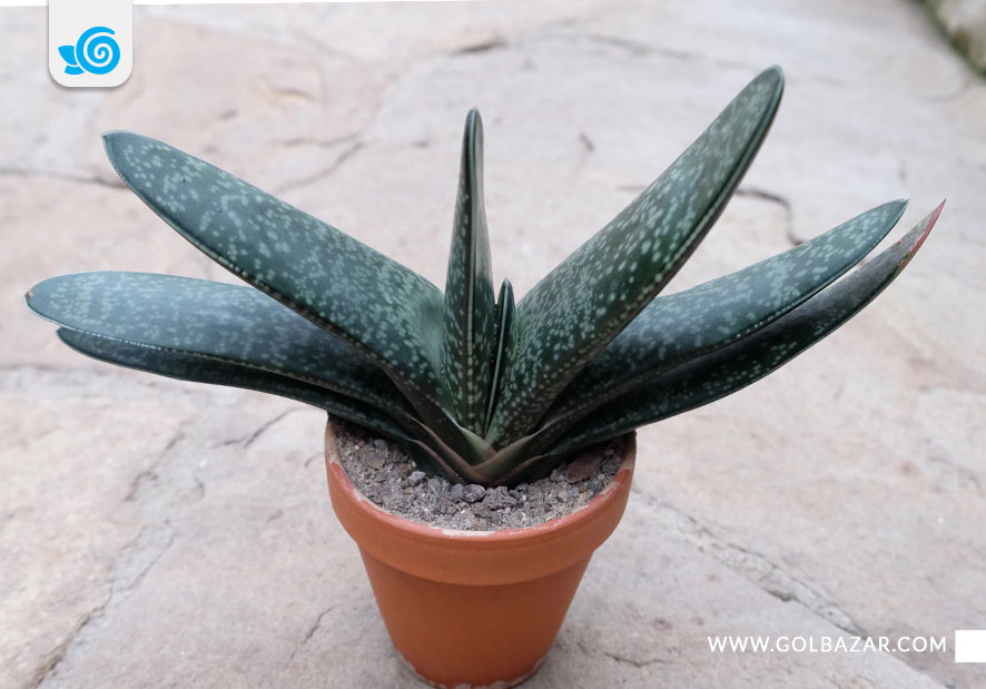 گیاهان مقاوم به خشکی - گیاه زبان گاو