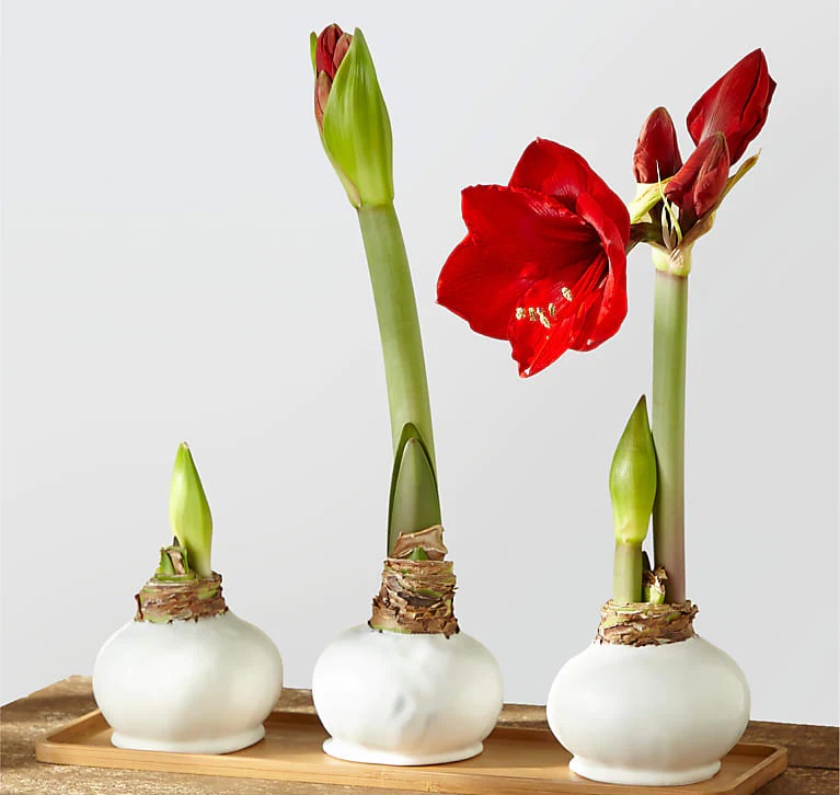 گیاهان گلدار