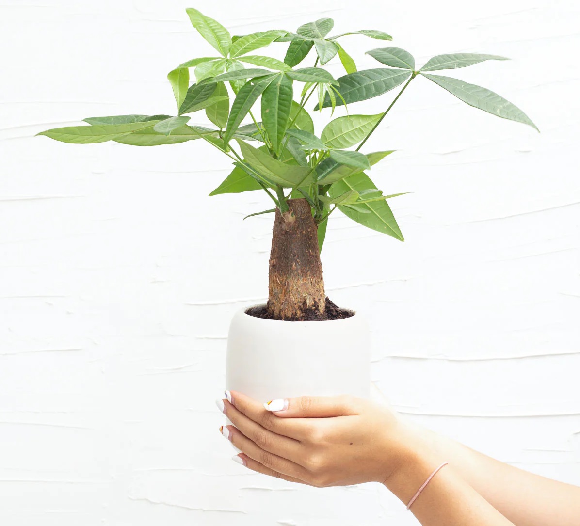 انواع گل ثروت ساز