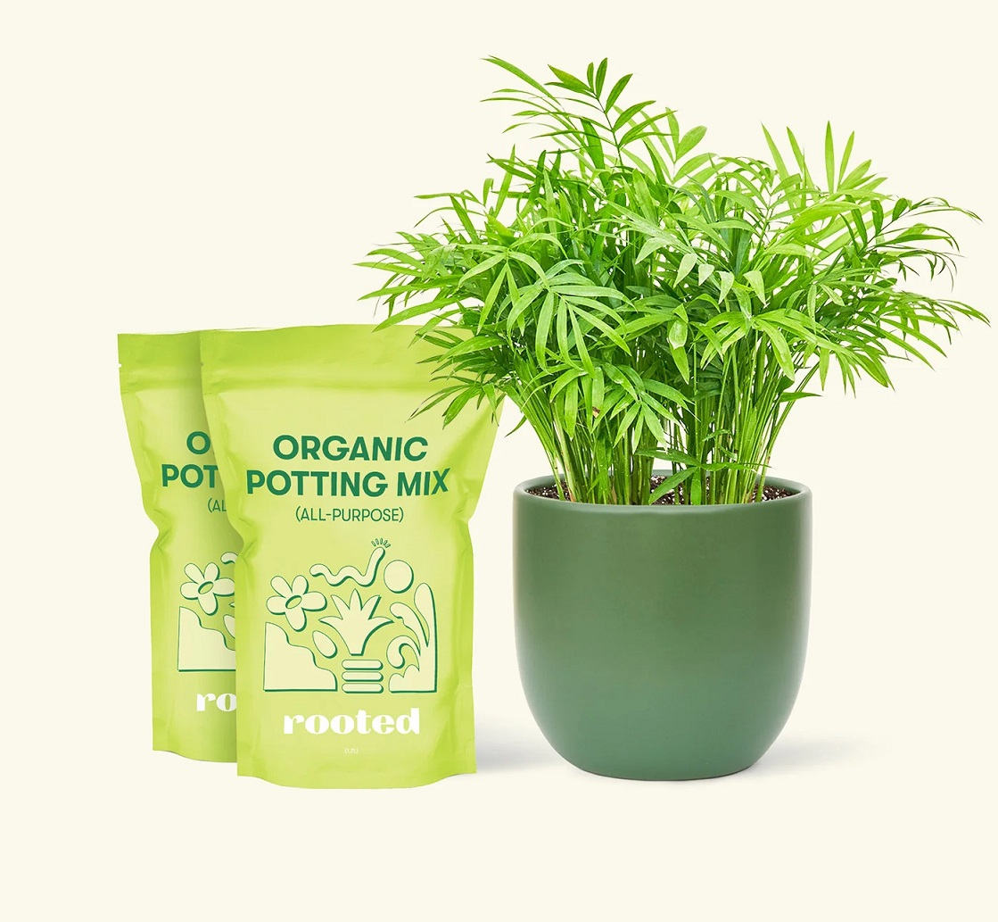 کوددهی نخل شامادورا