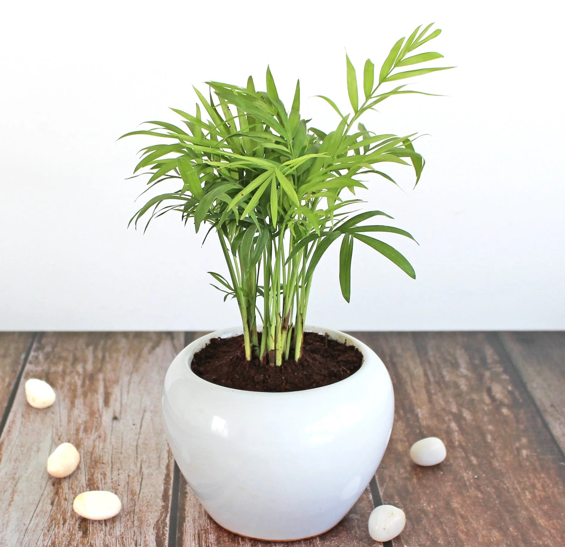 درباره نخل شامادورا