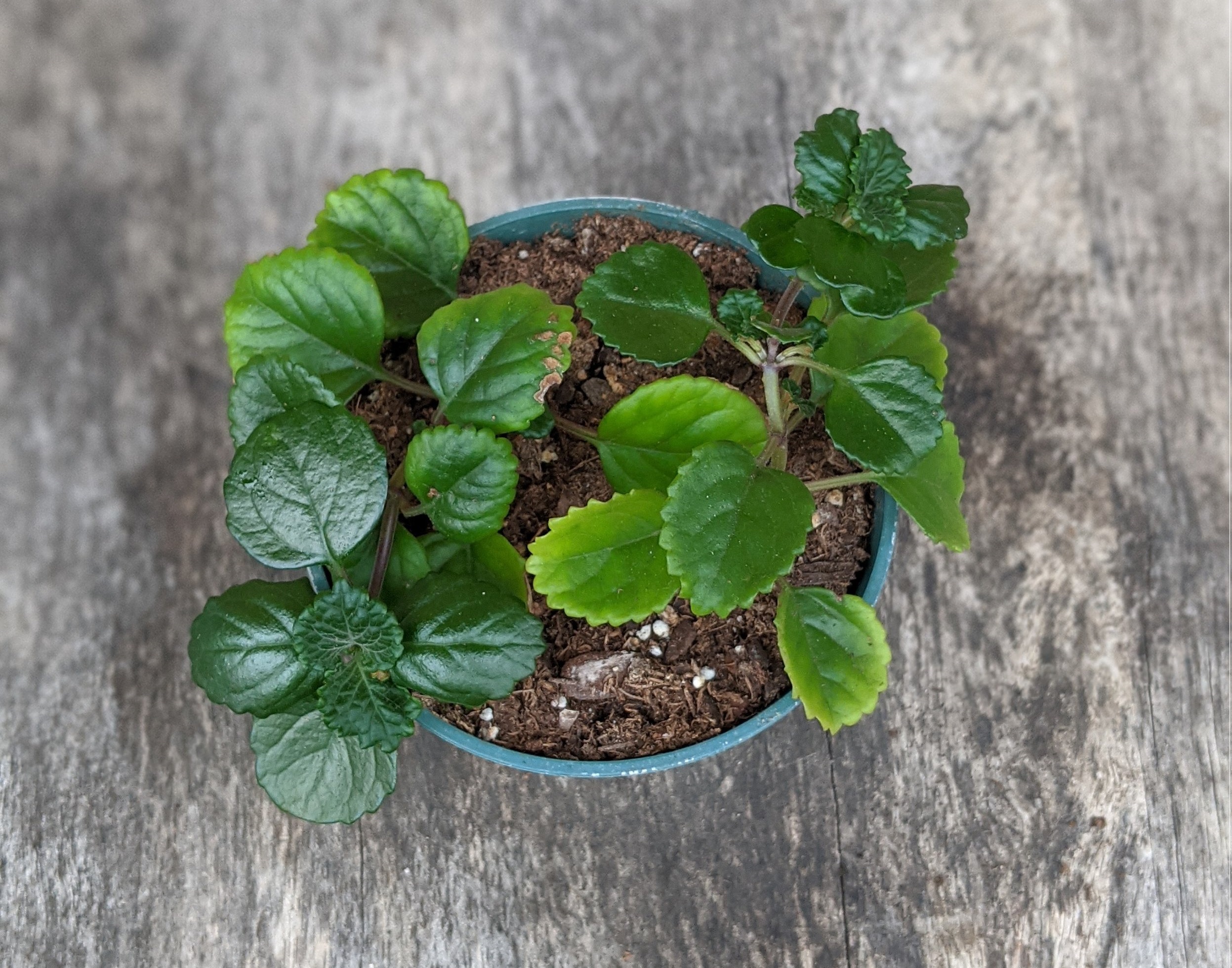 نگهداری گلدان برگ نعنایی