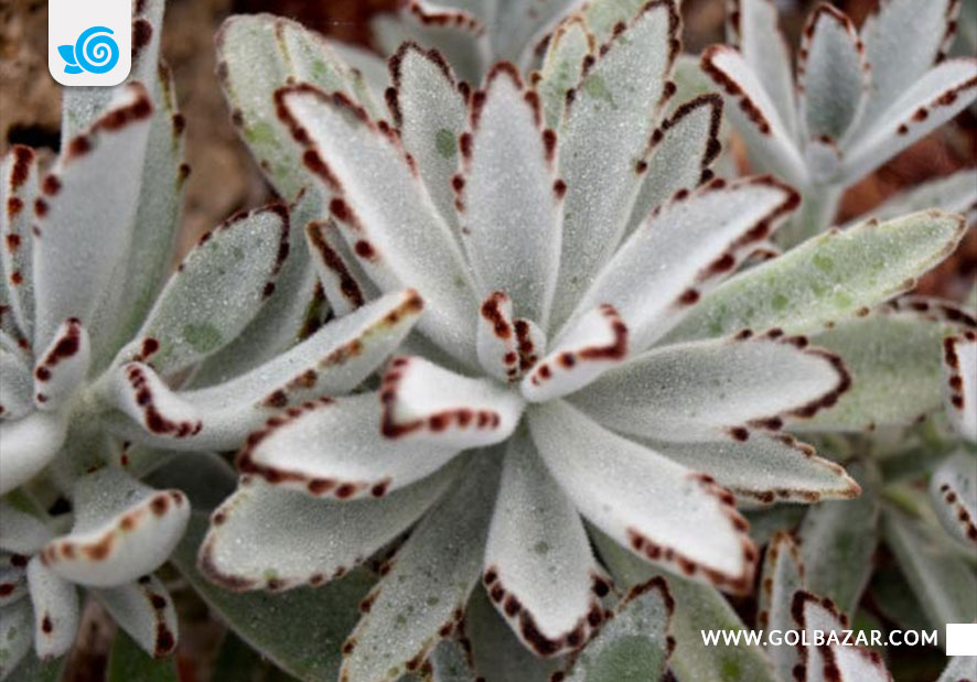 گل مقاوم به خشکی - گیاه پاندا