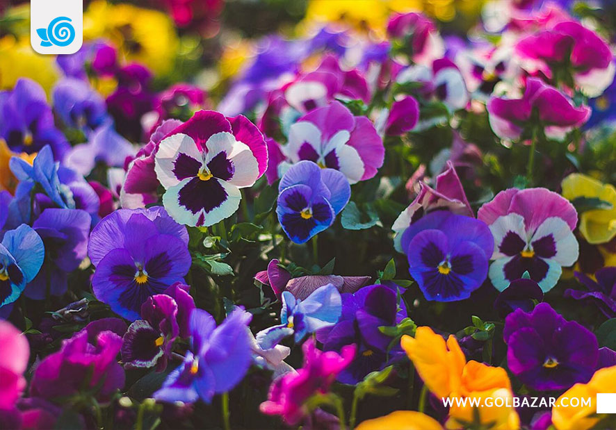 گل هایی که در زمستان گل می دهند - گل بنفشه دورگه