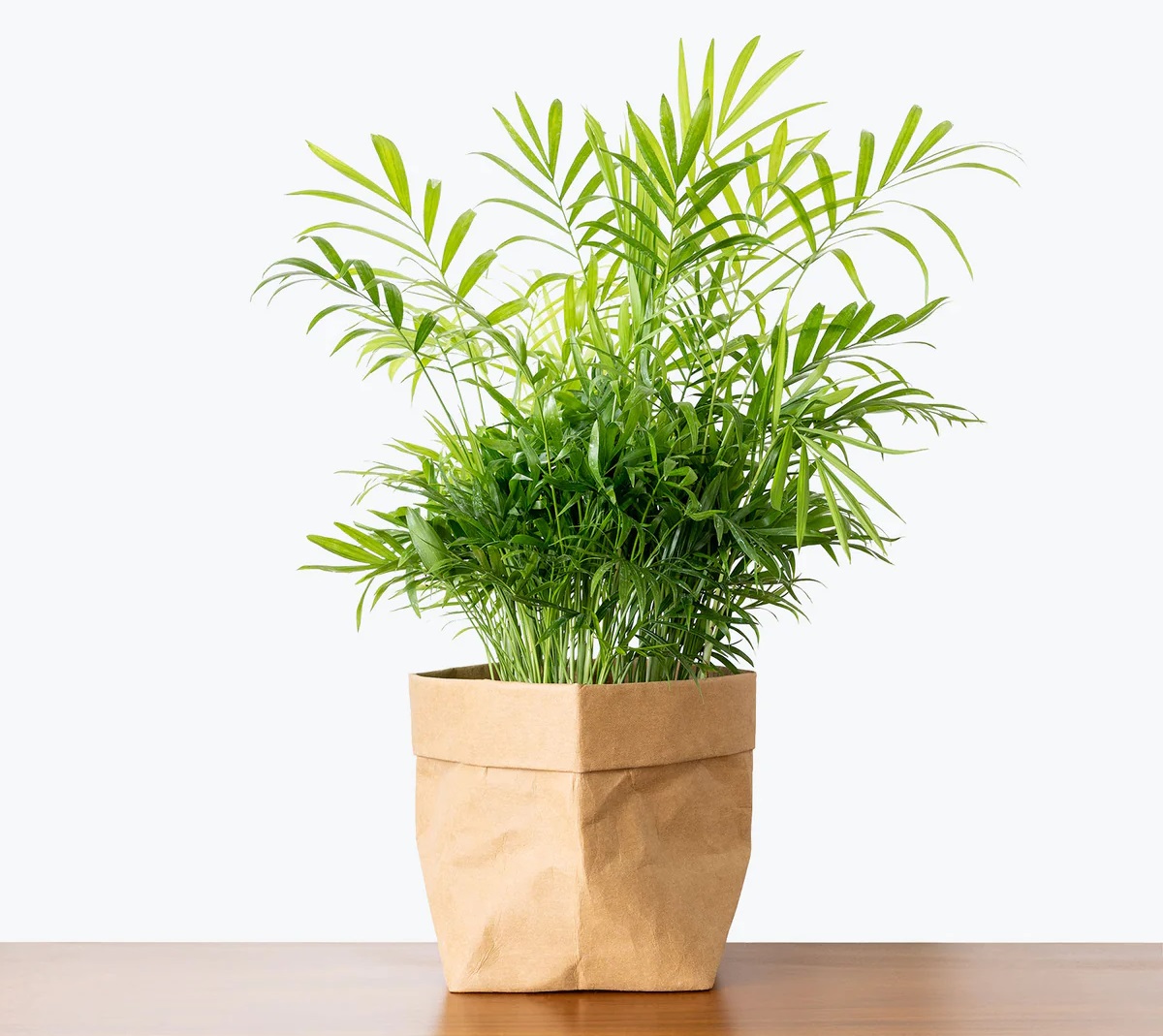 نگهداری نخل شامادورا