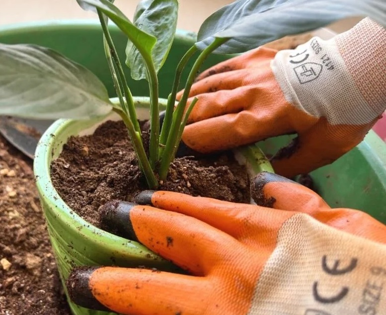 تعویض گلدان اسپاتی فیلوم