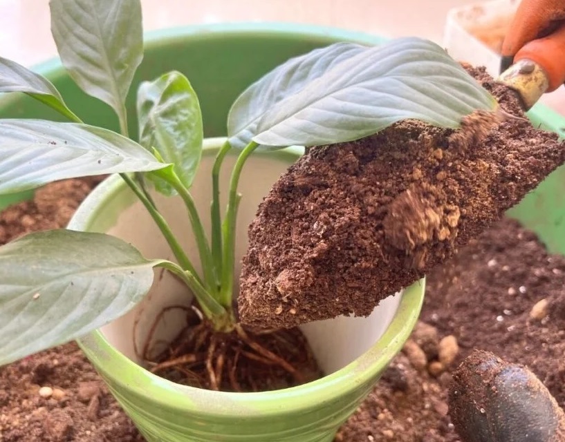 خاک مناسب اسپاتی فیلوم