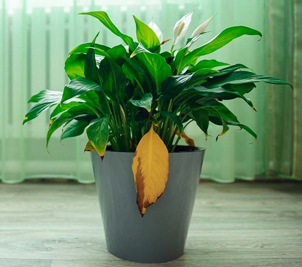 زرد شدن برگ اسپاتی فیلوم