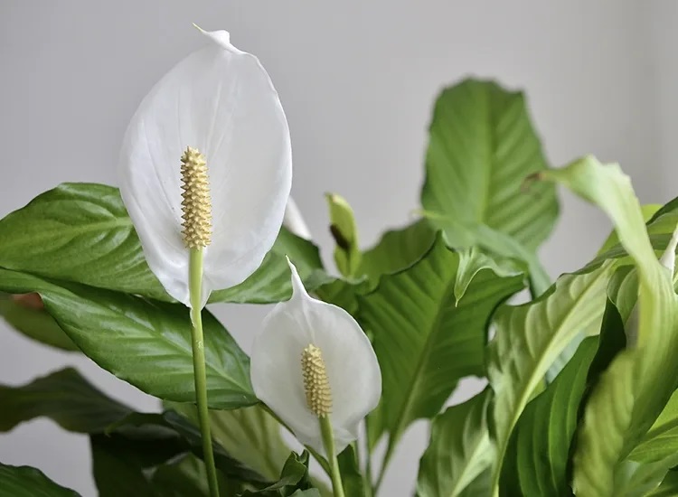 انواع گیاهان سمی