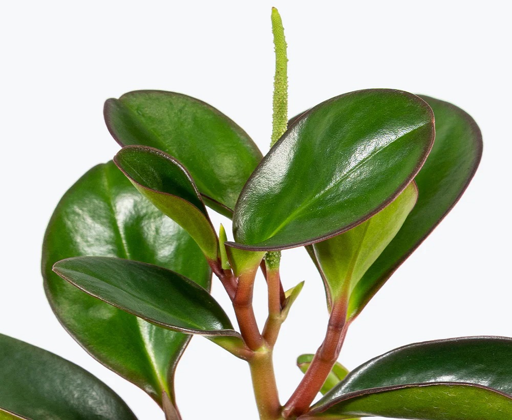 گل قاشقی لب ماتیکی