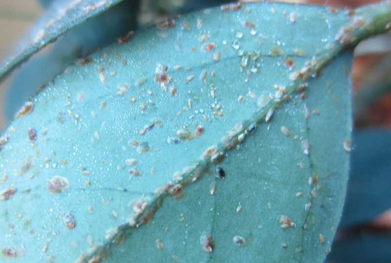 حشره مقیاس یا فلس دار گل شفلرا