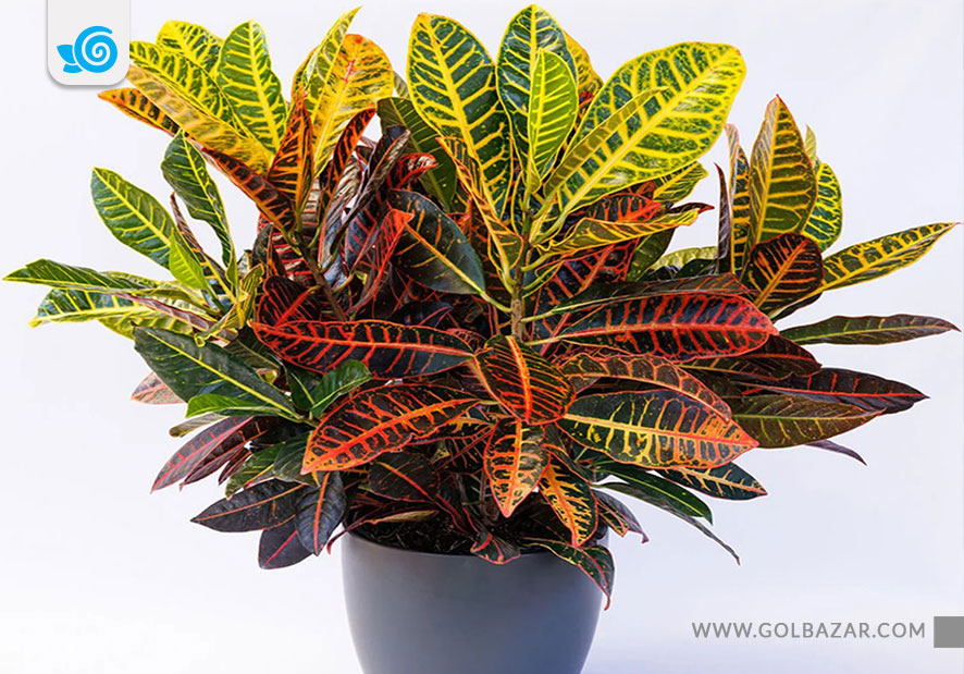 کروتون پترا