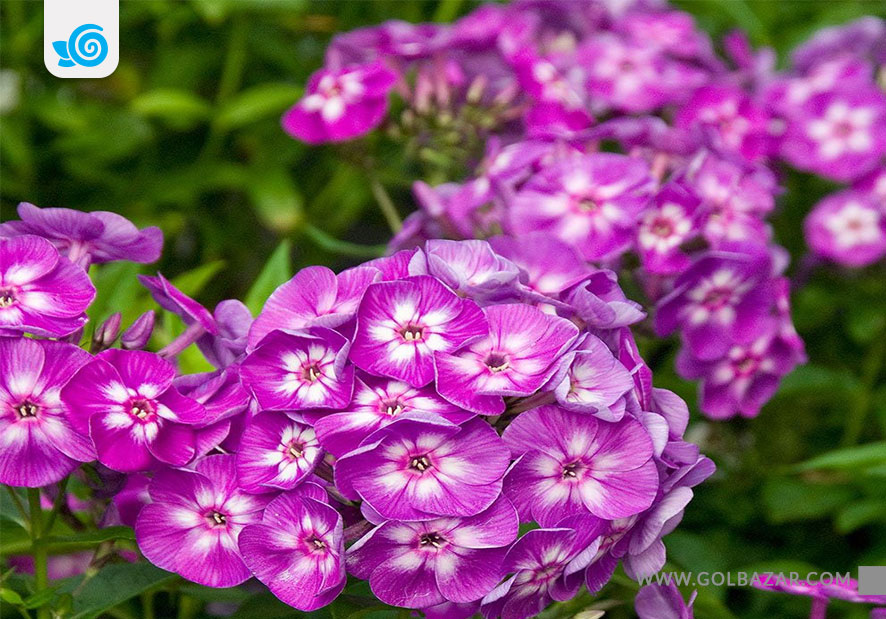 گل آتشی-گل پاییزی و زمستانی