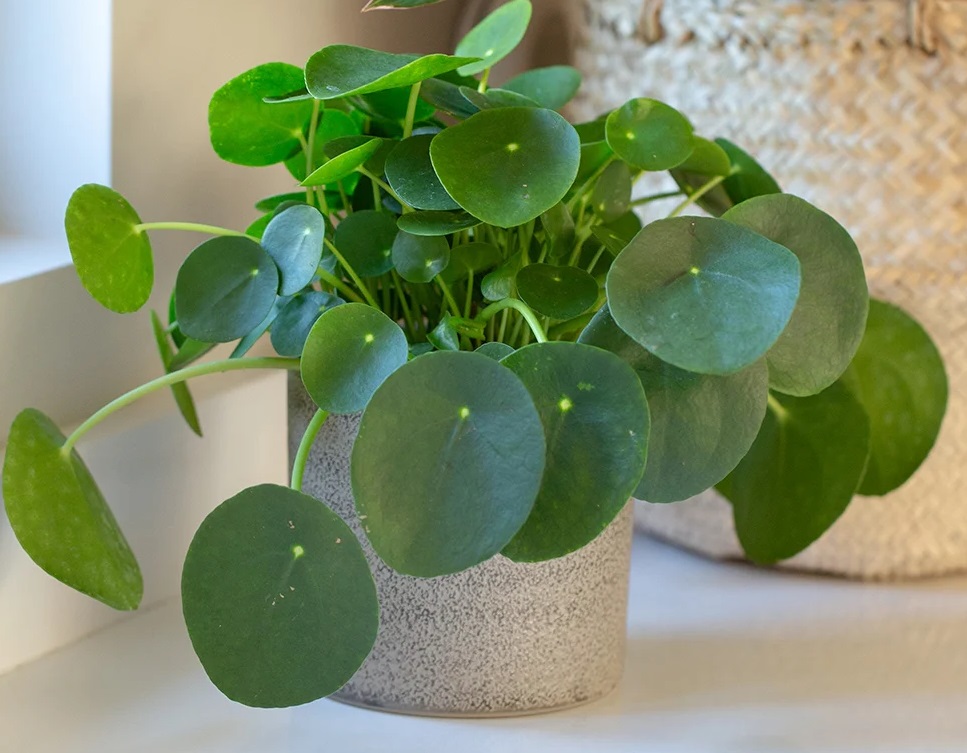 انواع گیاهان پول ساز آپارتمانی