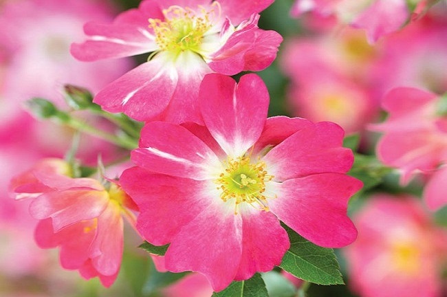 گل رز صورتی برای باغچه