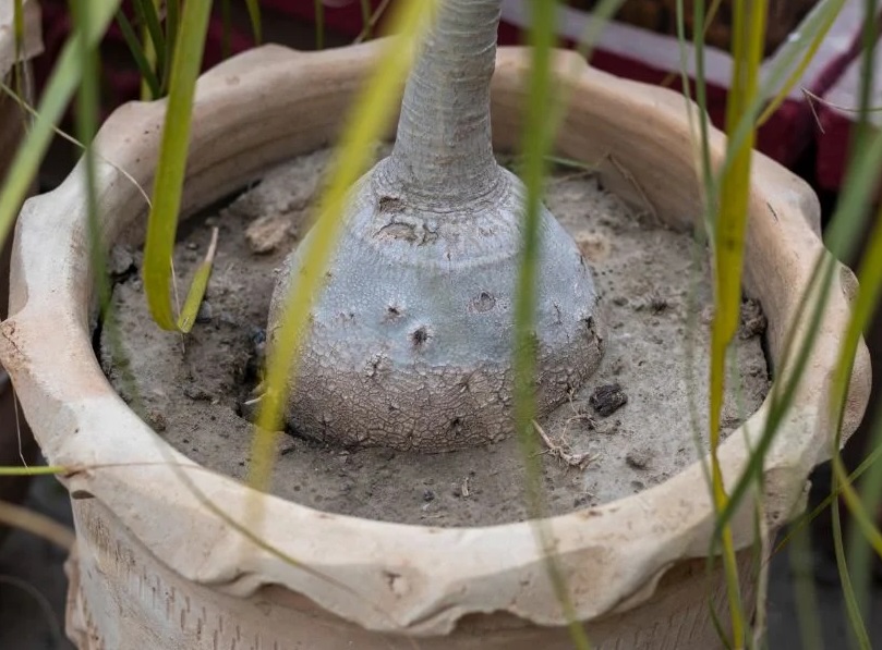 نرم شدن پیاز نخل لیندا