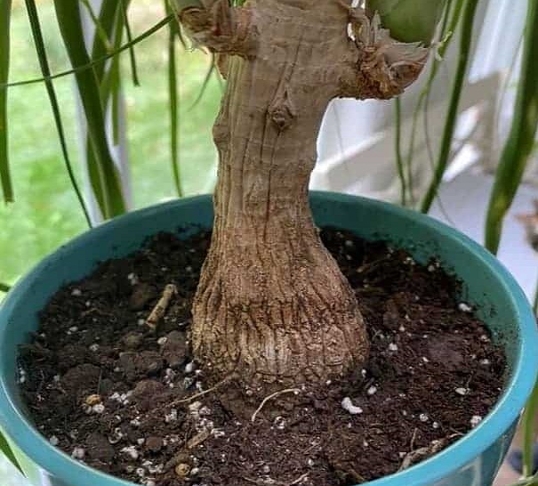 چروک و جمع شدن پیاز گیاه لیندا