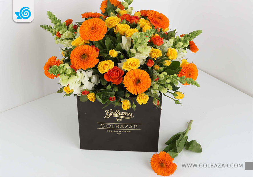 گل همیشه بهار - گل های گلفروشی زمستانی