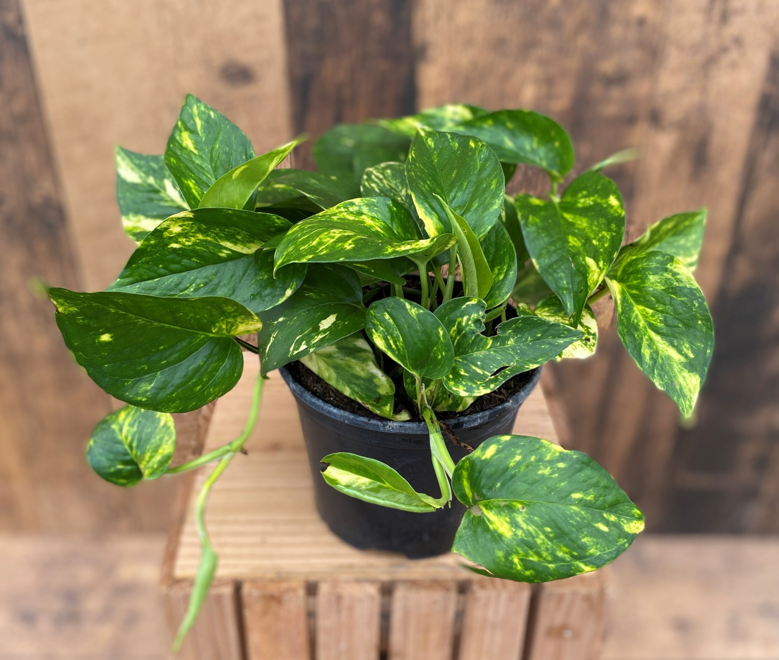 تعویض گلدان گل پتوس