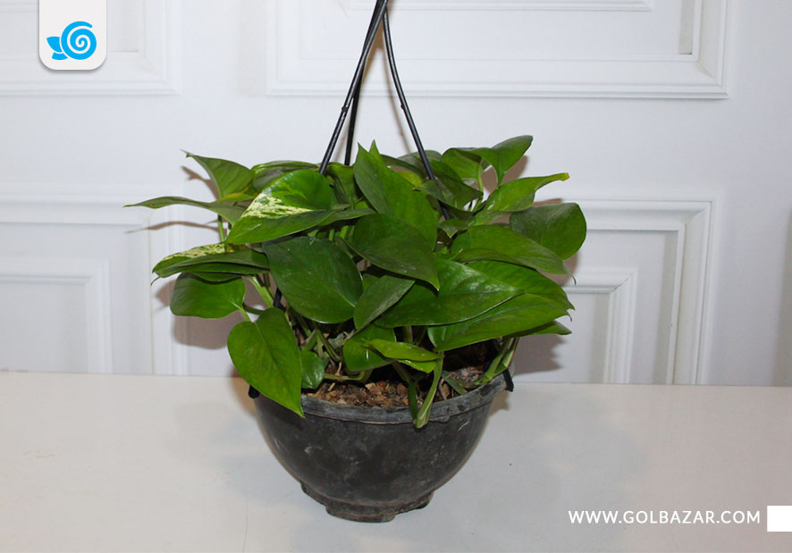 گیاهان آپارتمانی کم آبی - گل پتوس