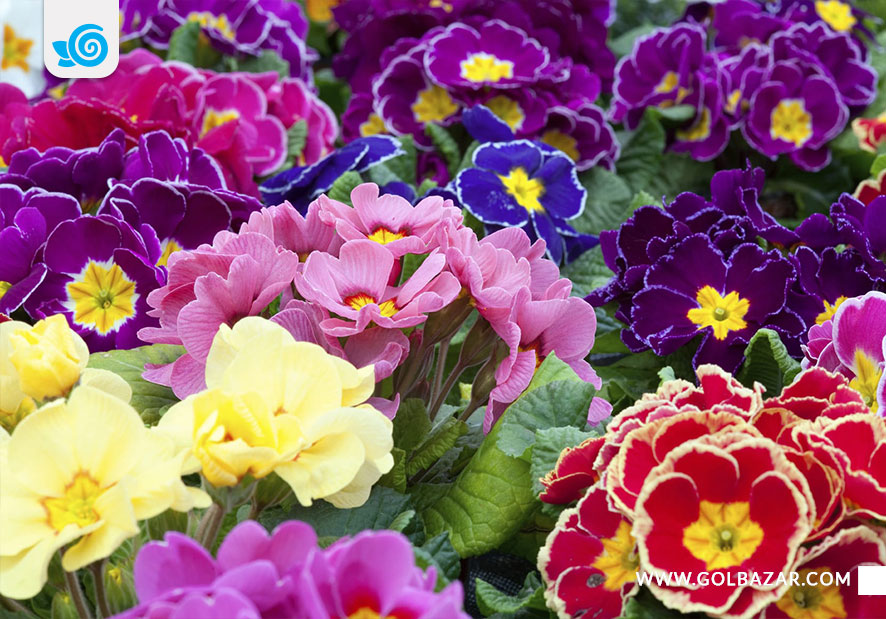 گل زمستانی و پاییزی برای باغچه-گل پامچال