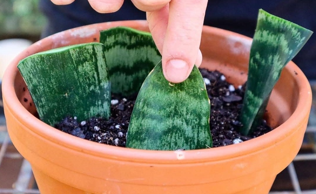 زمان تکثیر سانسوریا