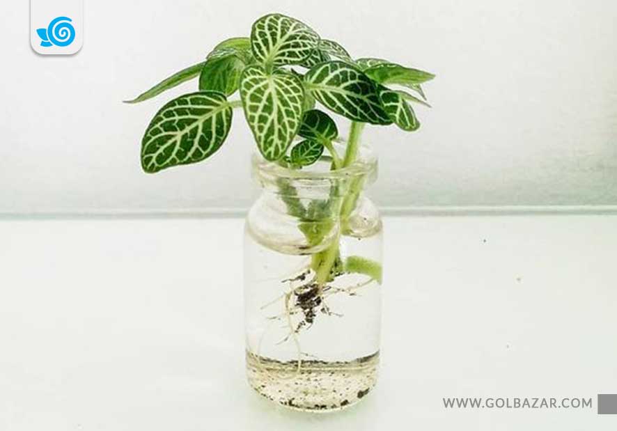 نحوه تکثیر گل فیتونیا