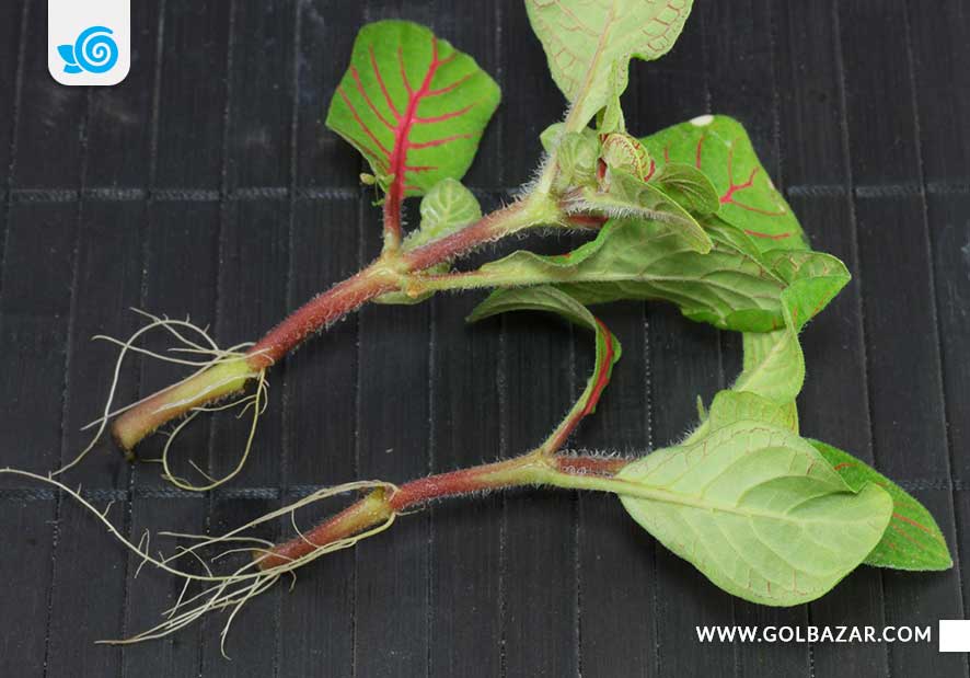 تکثیر فیتونیا از طریق برگ