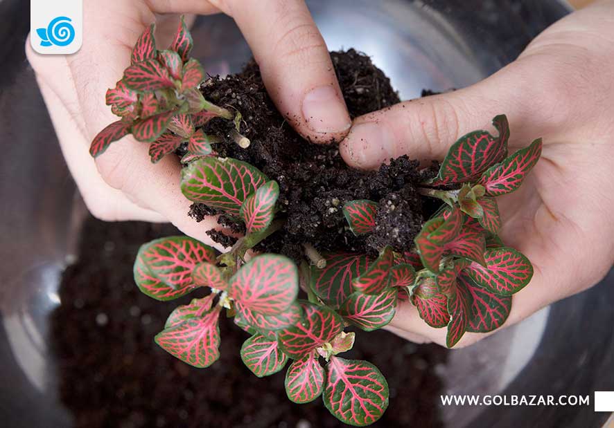 تکثیر گل فیتونیا از طریق ریشه