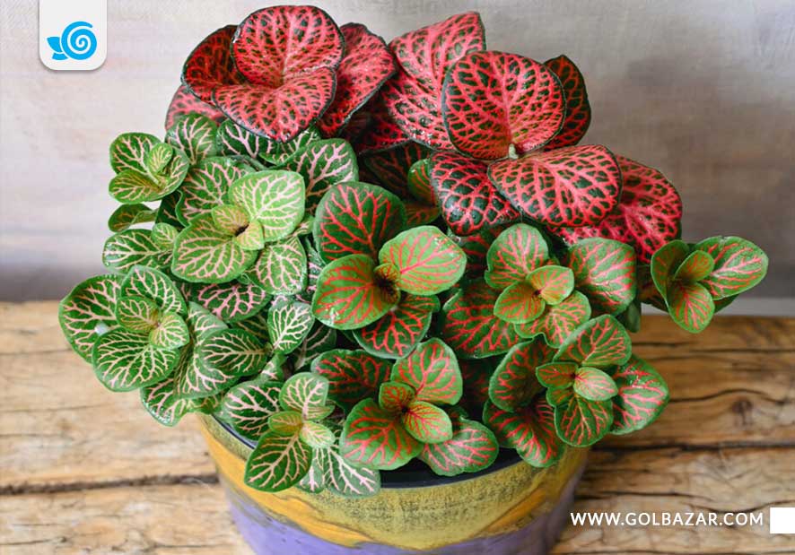 روش های تکثیر گل فیتونیا