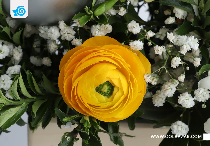 انواع گل زمستانی در گلفروشی ها - گل آلاله